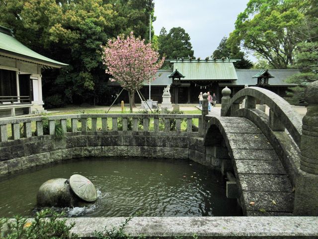 勢いよく引き込まれた水の池に架かる太鼓橋と桜と本殿_明治川神社
