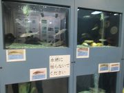 鶴亀松竹梅扇さんの土岐川観察館の投稿写真1