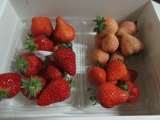 イチゴ_農Lifeいちごの村