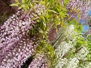 きょうさんの犬飼滝の投稿写真1