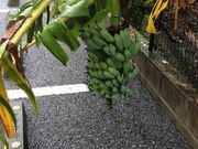 ととさんの島バナナの投稿写真1