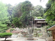 マイBOOさんの霊木千本ヒノキの投稿写真1