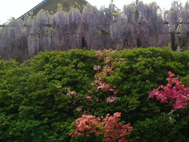4月末、駐車場からみたお寺と境内_住雲寺