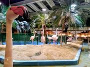 あゆたさんのメヒコ  水戸フラミンゴ館の投稿写真2