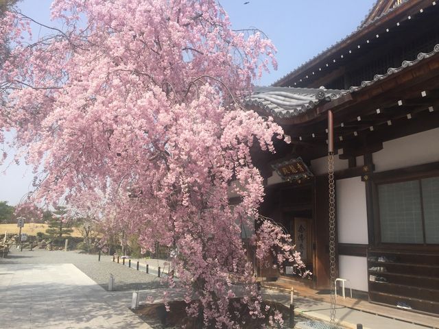 青龍殿の前の桜が満開_将軍塚青龍殿