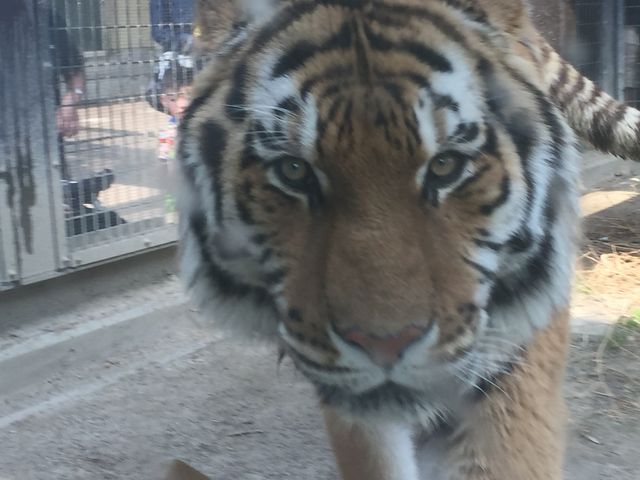 ガラス張りなので こんなに近くで写真が撮れました!_京都市動物園