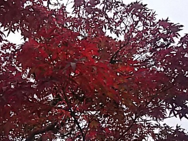 宇都宮の、紅葉。_みずほの中央公園