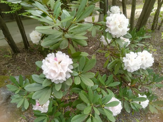 お店の前に咲いていたしゃくなげ_とうふ工房 花びし