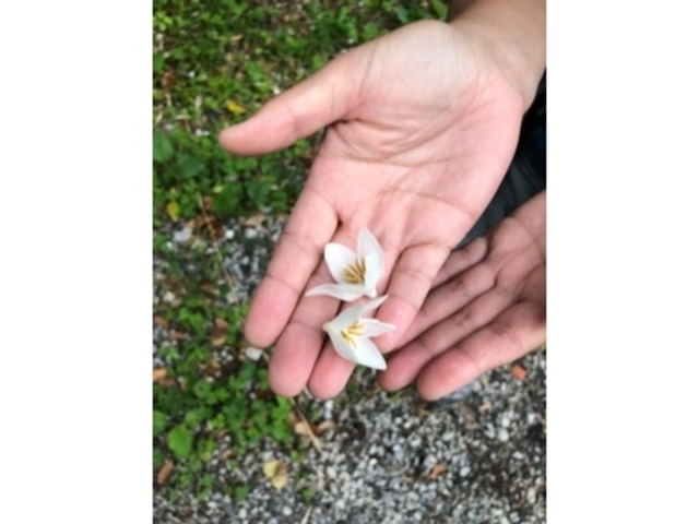 香りのよいお花を教えてくださいました★_八丈島自然ガイドサービス 椎"しいのき"
