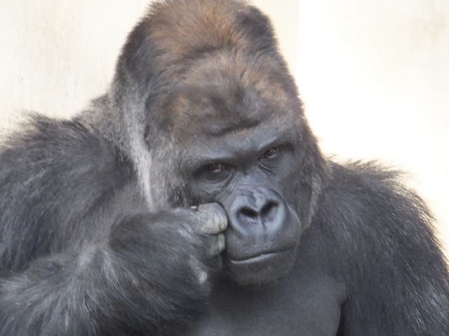 完璧なダンディな男です。_東山動植物園