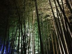 梨花さんの竹林の道への投稿写真1