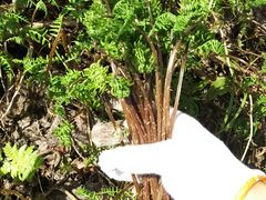 milpppさんの山菜ときのこの案内人会への投稿写真1