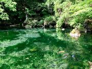 ジョンさんの出流原弁天池湧水の投稿写真1