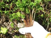 milpppさんの山菜ときのこの案内人会の投稿写真1