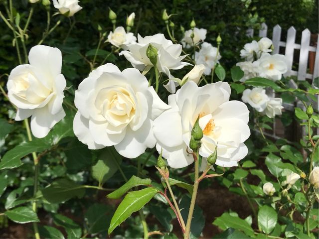 【山手資料館】白いバラが清楚_山手資料館