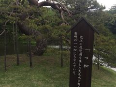 Kuda12さんの一つ松(小石川後楽園)への投稿写真1