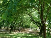 英ちゃんさんの与野公園の投稿写真1