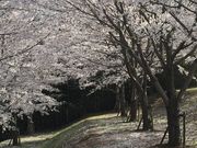 maruさんの福岡堰の投稿写真1