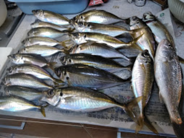 釣果です。
_羽田釣船伝寿丸