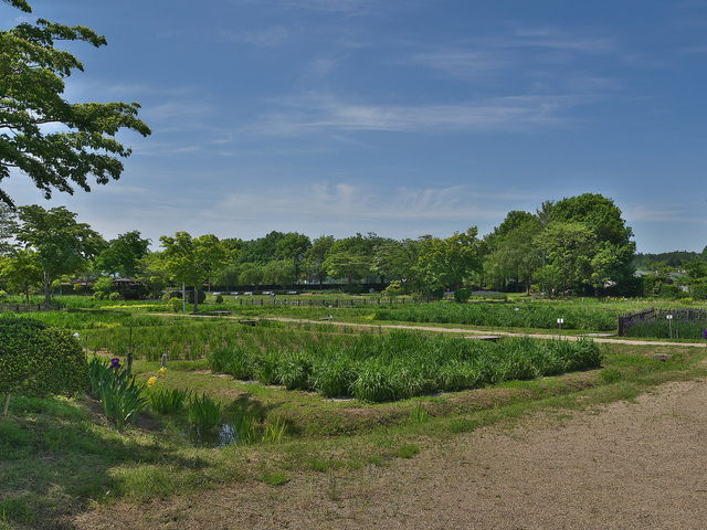 山王史跡公園あやめ園_山王史跡公園あやめ園