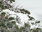 poporonさんの立山室堂の投稿写真1