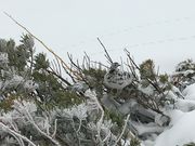 poporonさんの立山室堂の投稿写真2