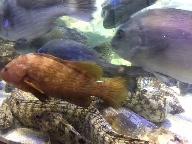 鳥羽水族館_鳥羽