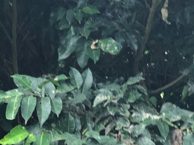 自然_伊是名山森林公園