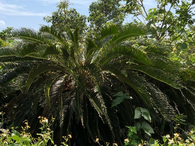 植物_長幕(崖壁及び崖錐の特殊植物群落)