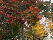 あみっちゃんさんの寒河江公園の投稿写真1