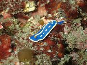 ののさんのダイビングショップかめはうすの投稿写真1