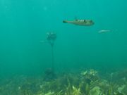 ののさんのダイビングショップかめはうすの投稿写真2