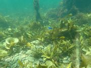 ののさんのダイビングショップかめはうすの投稿写真4