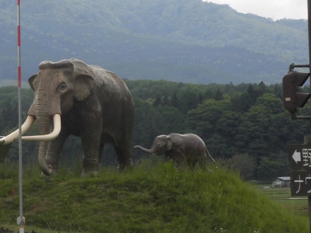 ゾウの親子_野尻湖