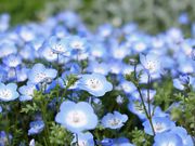 れこさんの長居植物園の投稿写真3