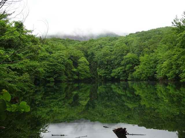白神山地のブナ林_白神山地のブナ林