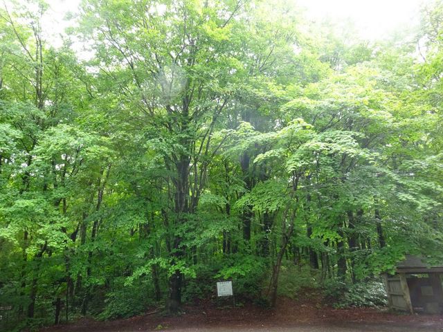 白神山地のブナ林_白神山地のブナ林