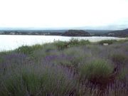 こりんごさんの鵜の島の投稿写真1