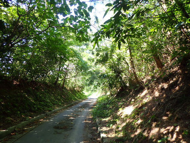 マイBOOさんの辺戸蔡温松並木保全公園(散策路)の投稿写真1