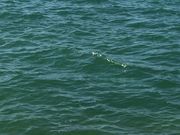 ぴーのさんのうみんぐ大島の投稿写真1