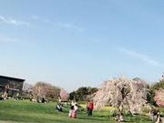 ゆみさんの梅小路公園の投稿写真1
