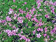 scottさんの大沼公園の投稿写真1