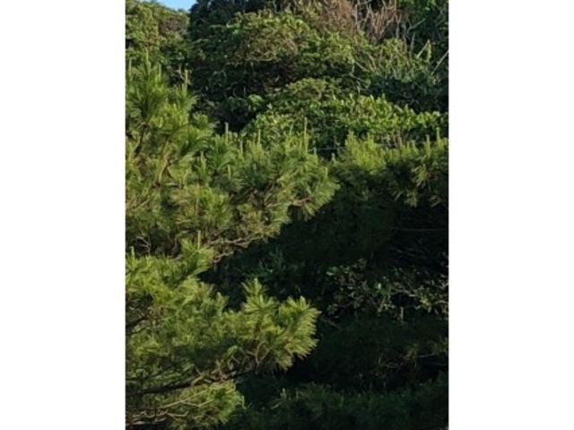 うみさんの朝里岳の投稿写真1