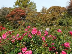 日比谷花壇大船フラワーセンターの写真1