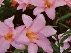 ひめさゆり群生地の写真1