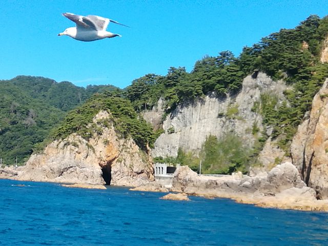 カモメと並走_笹川流れ遊覧船