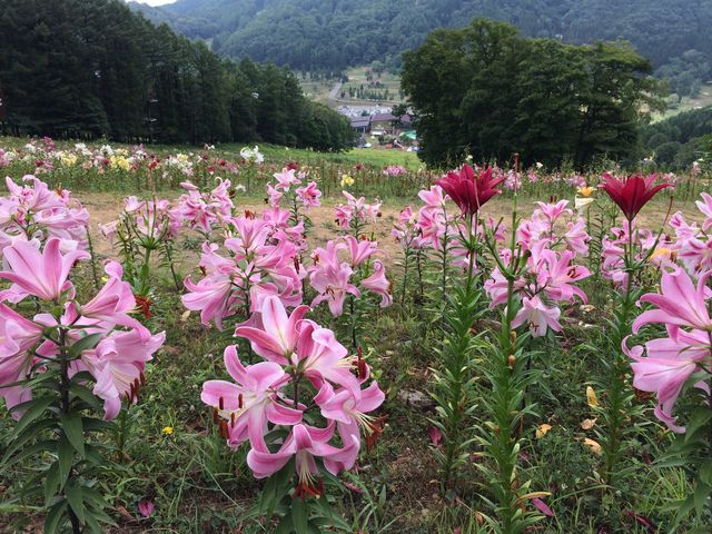 山の上から一面の花畑_タングラムゆり&ラベンダー園