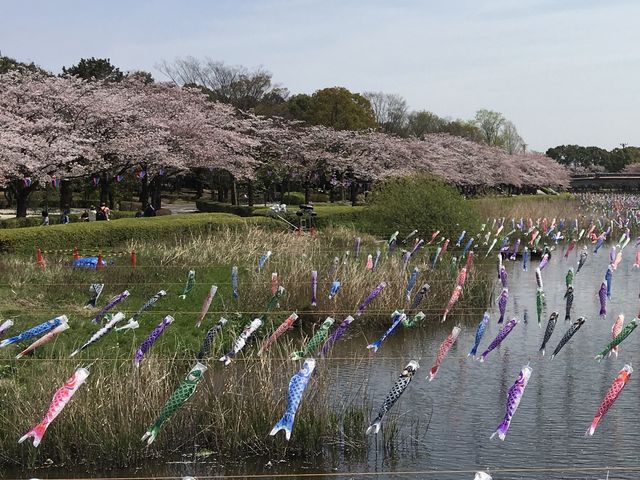 鯉のぼり_鶴生田川のさくら