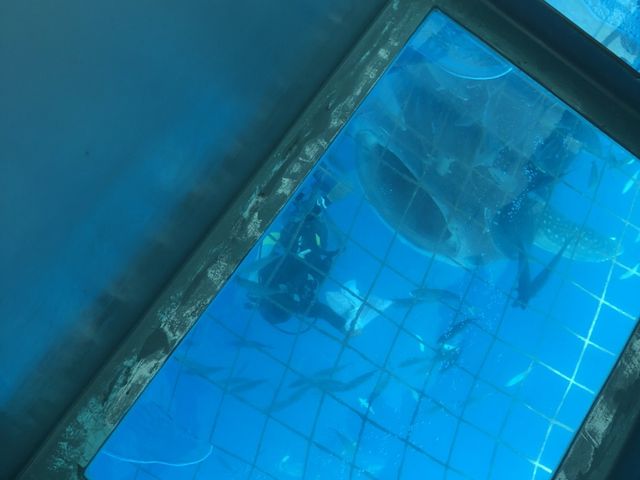 スタッフ1人がいけすに入り、船の下で、餌をやります。それをウォッチするアクティビティです。_トップマリン残波