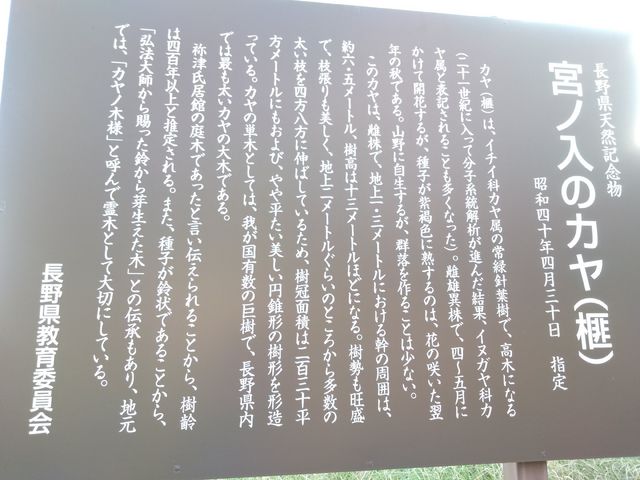 ゆみぶさんの宮ノ入のカヤの投稿写真2